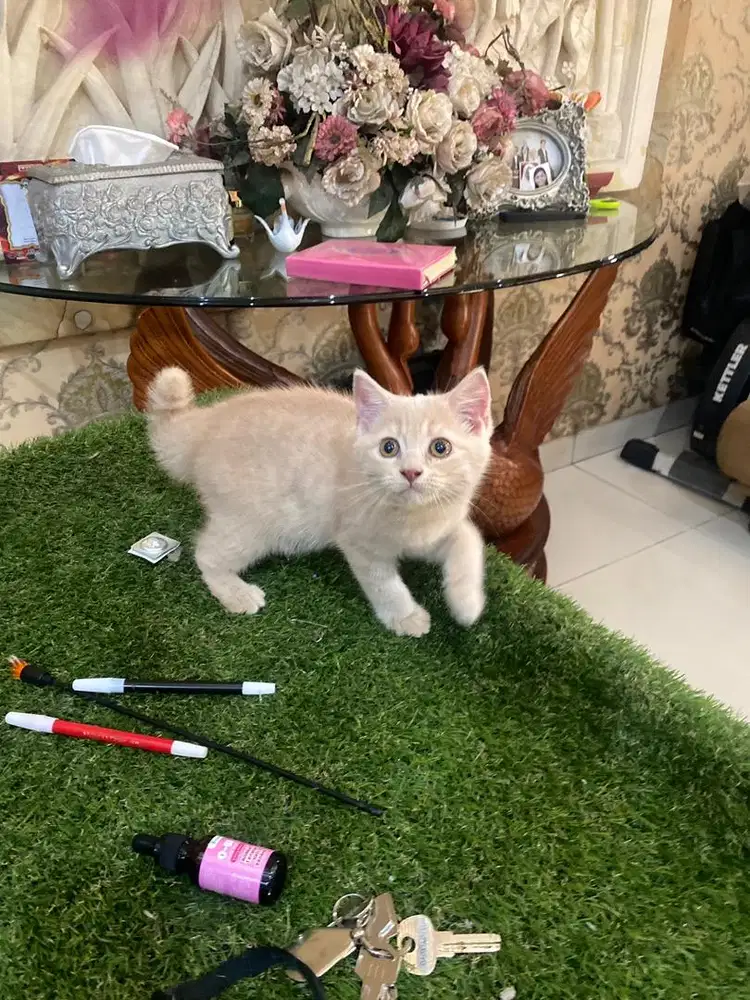 Kitten mix bsh x persia