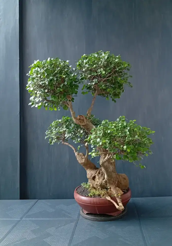 Bonsai hias serut cantik siap pajang