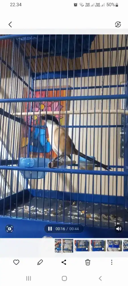 Pentet / Cendet Gacor Spek Gahar Materi komplit