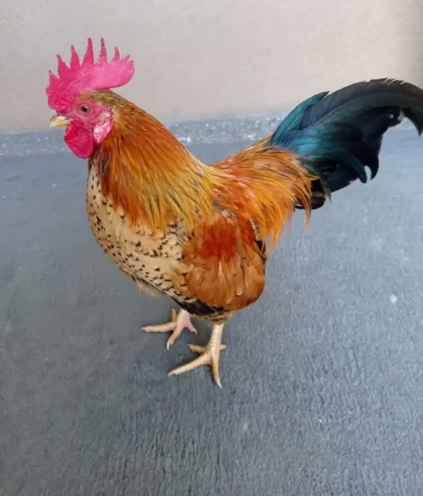 Ayam Kate klasik sejodoh produksi lancar sekali