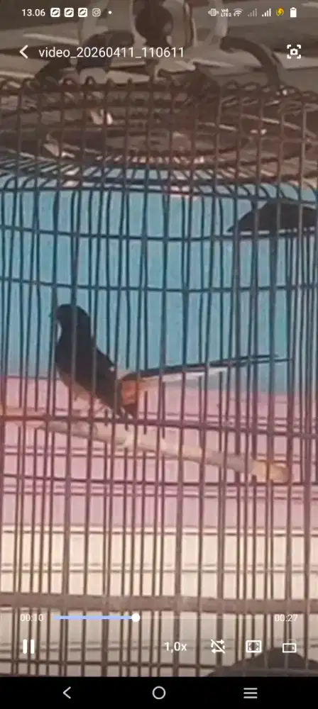 Murai f4 gaya sujud siap kontes