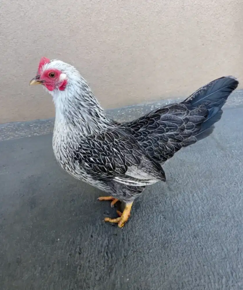 Ayam Kate Chabo betina hias corak batik