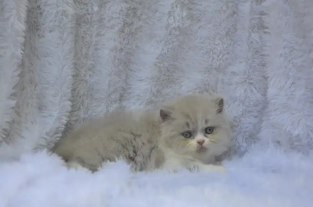 BLH lilac bico jantan