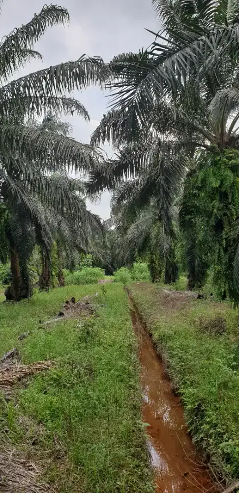 Dijual kebun sawit 11 hektar