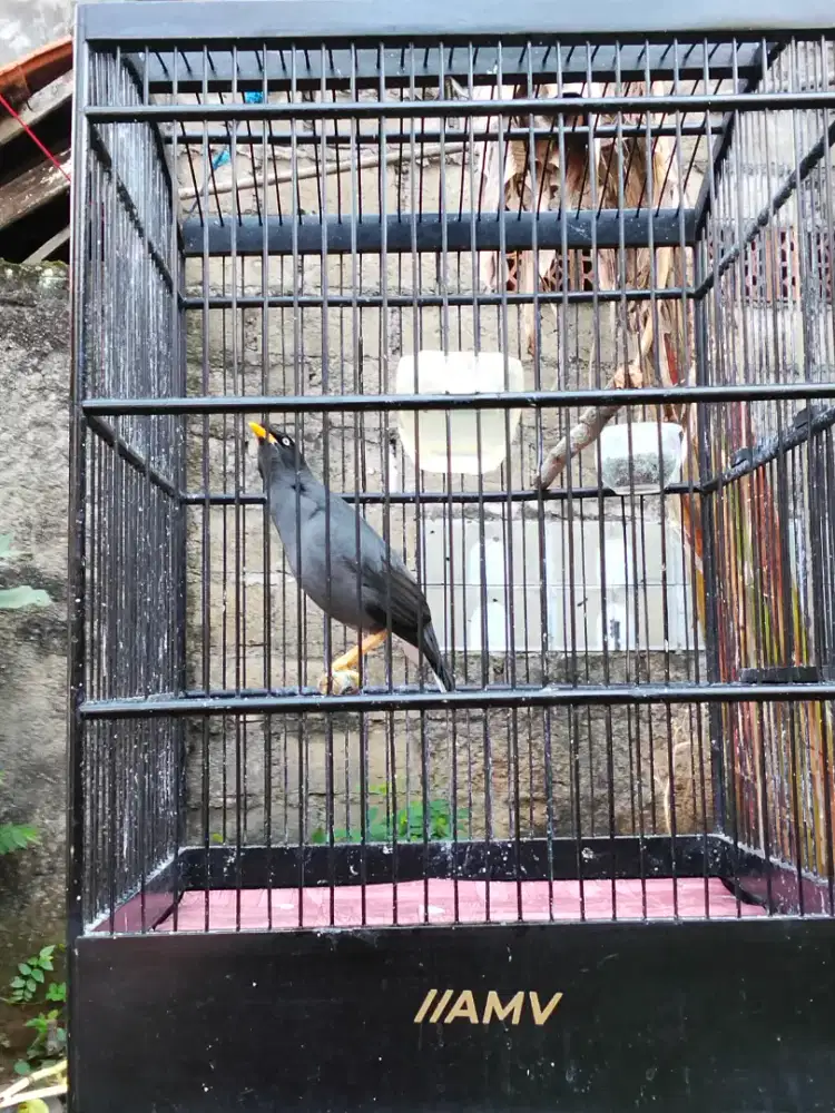 Dijual burung jalak kebo jantan