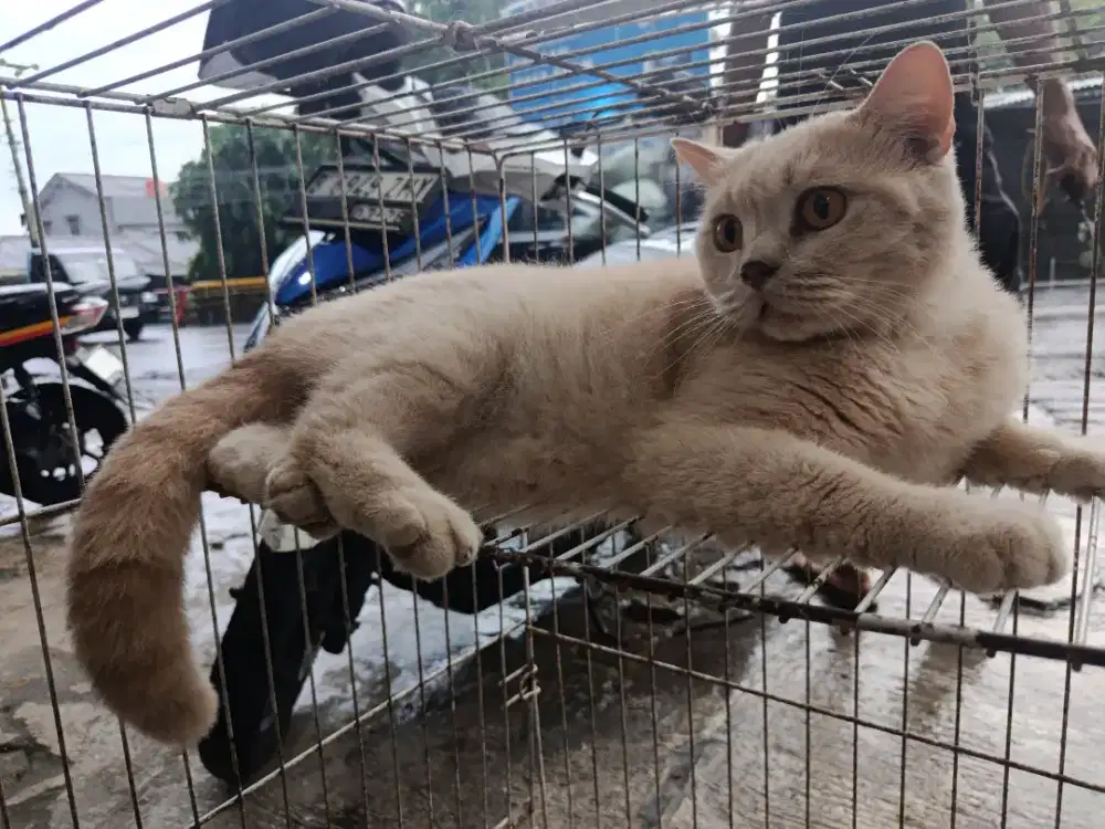 Kucing BSH jantan
