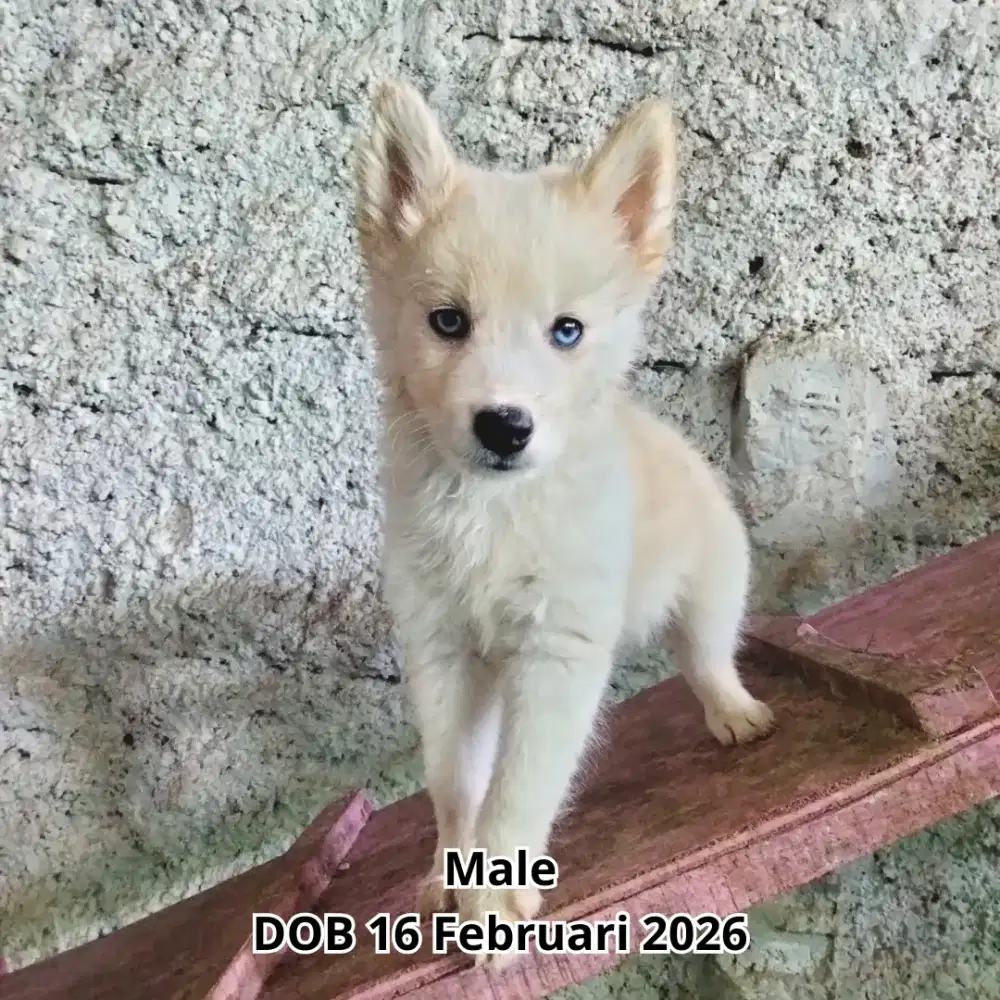 Siberian Husky Jantan