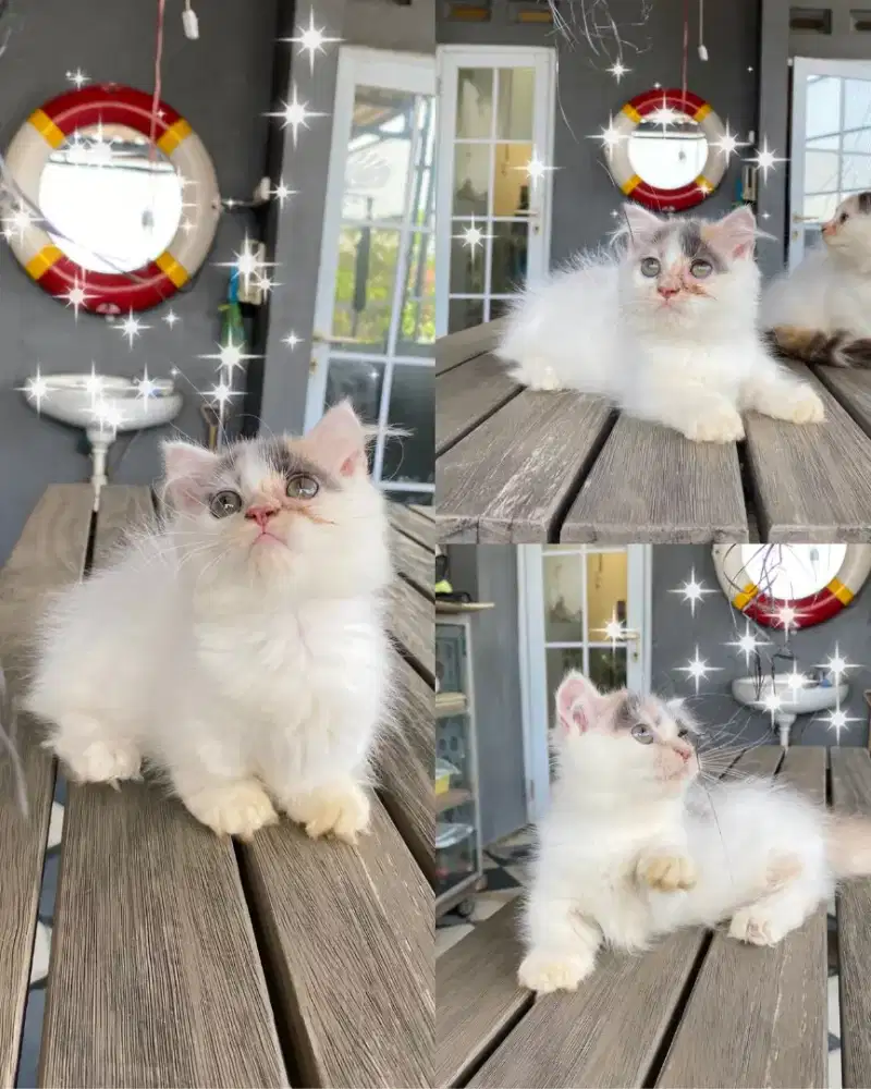 BSH MUNCHKIN GAELIC CALICO DELUTE