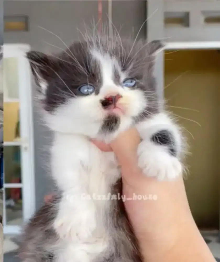 BSH BRITISH SHORT HAIR MUCHKIN BICO BLACK TUXEDO TOP STANDAR CEPER BGT