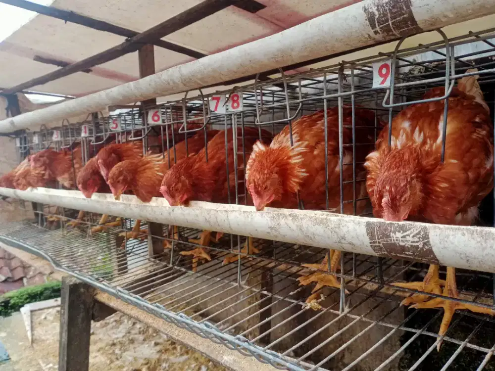 Ayam petelur Pullet