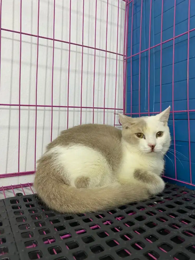 BSH BRITISH SHORTHAIR BICO FAWN J