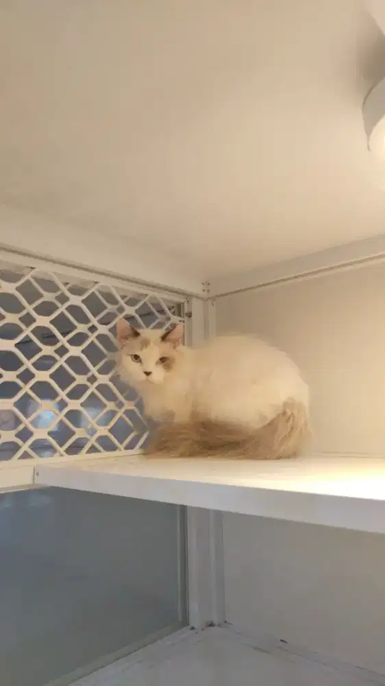 Kucing ragdoll betina dewasa