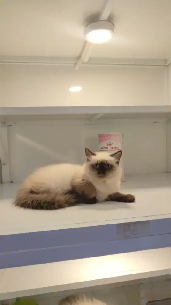 Kucing kitten himalaya mata biru