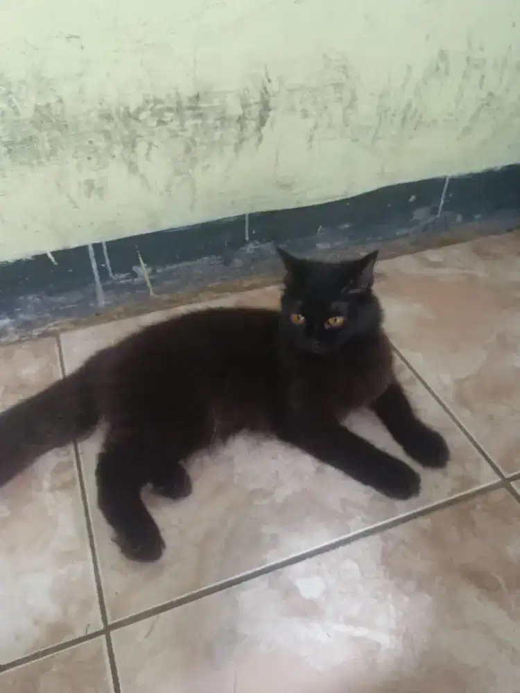 Lepas Adopt Kucing Persia