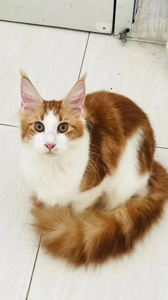 Kitten mainecoon betina