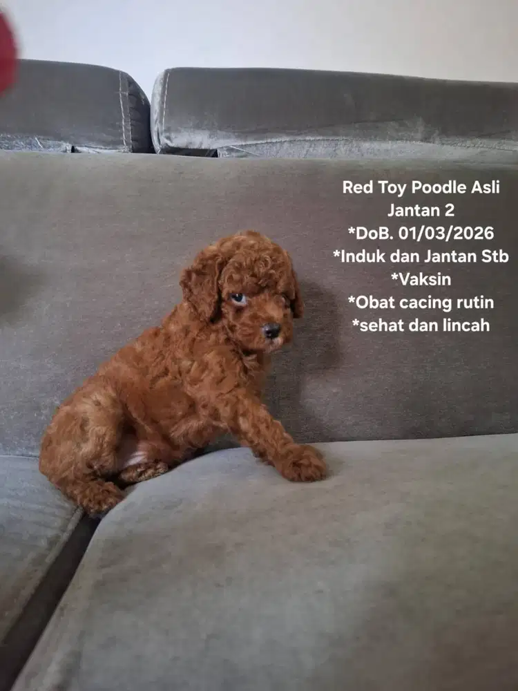 Red Toy Poodle As;i