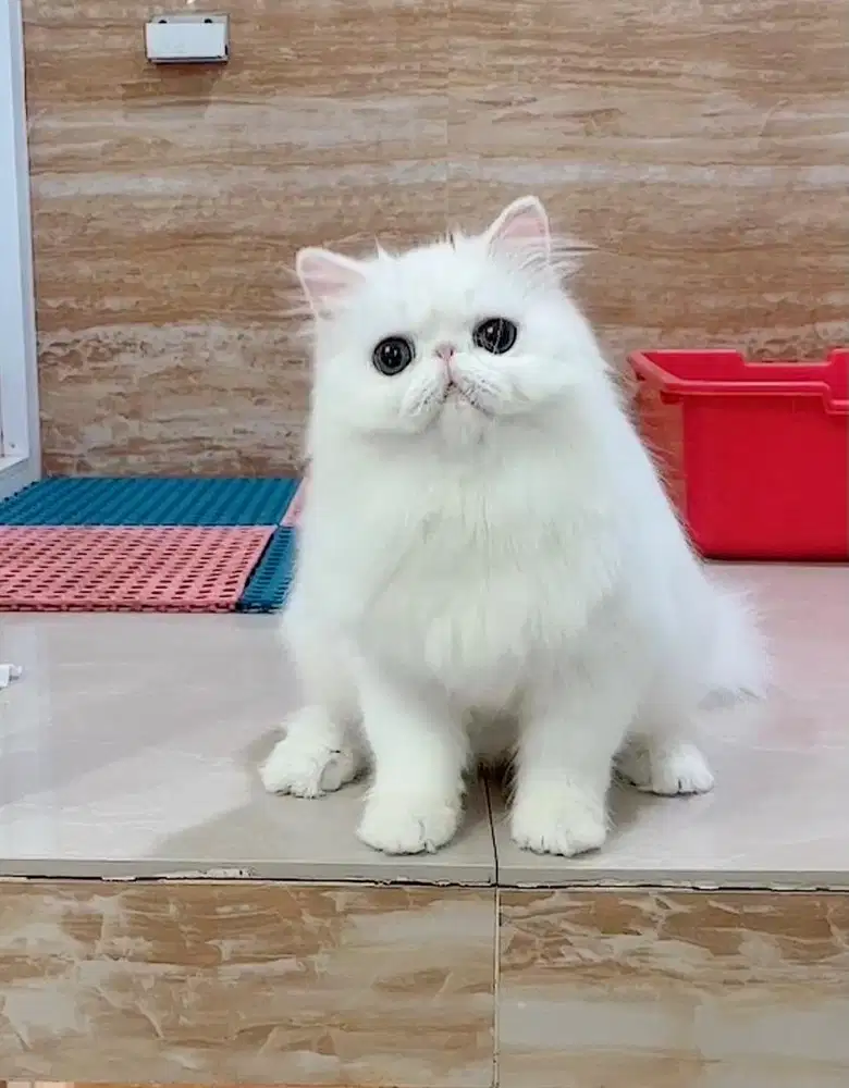 Kucing Persian Peaknose 5 bulan