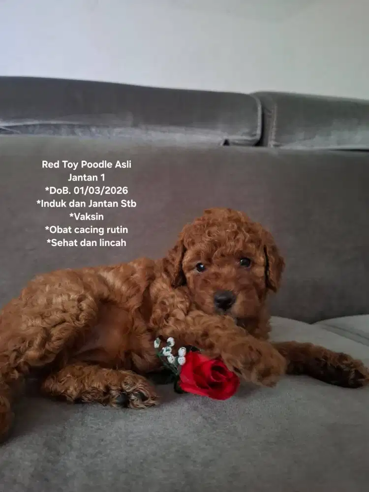 Red Toy Poodle Asli