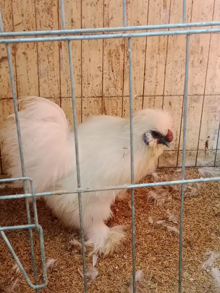 Ayam Amerika silkie