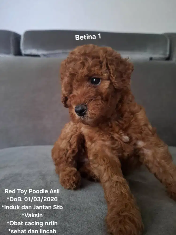 Red Toy Poodle Asli