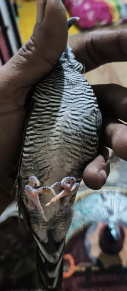 Perkutut Mojopahit lokal