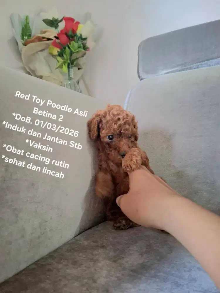 Red Toy Poodle Asli