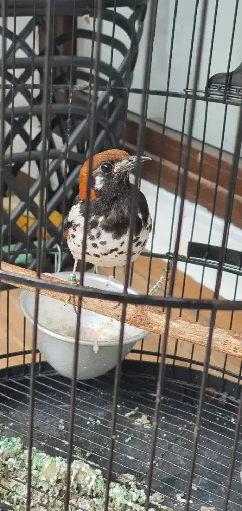 Dijual atau barter Anis Kembang