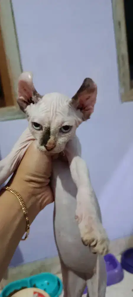 Kitten Sphynx Elf