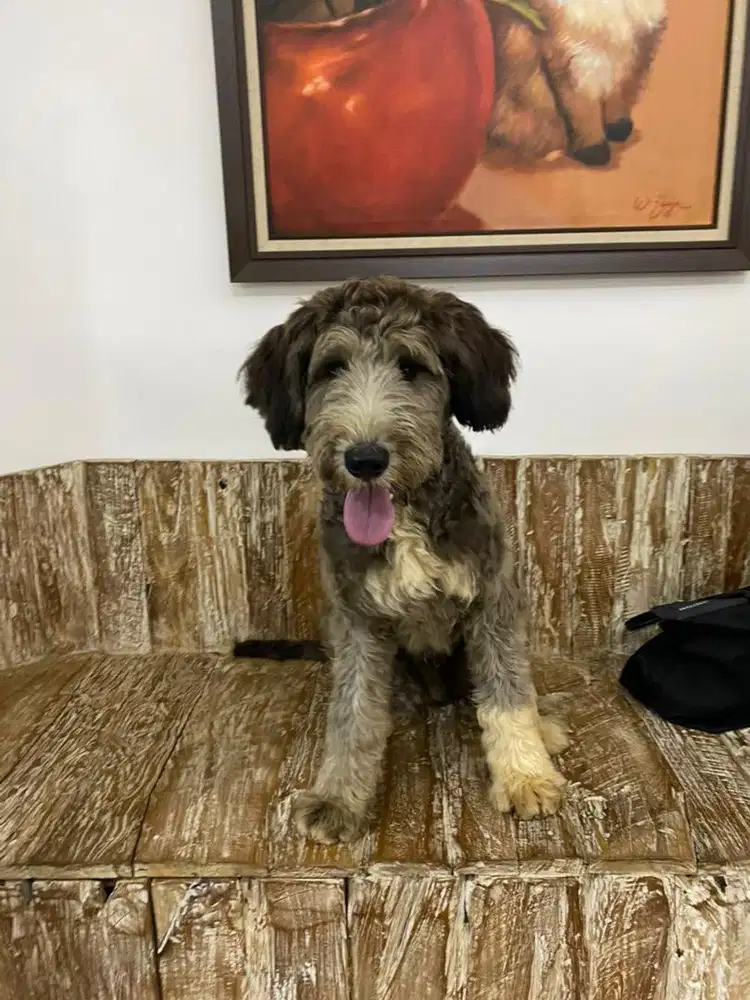 Bernedoodle (Bernese x Giant Poodle)