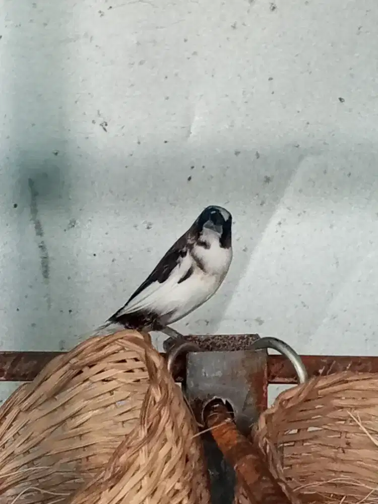 Emprit Jepang Sepasang Produksi