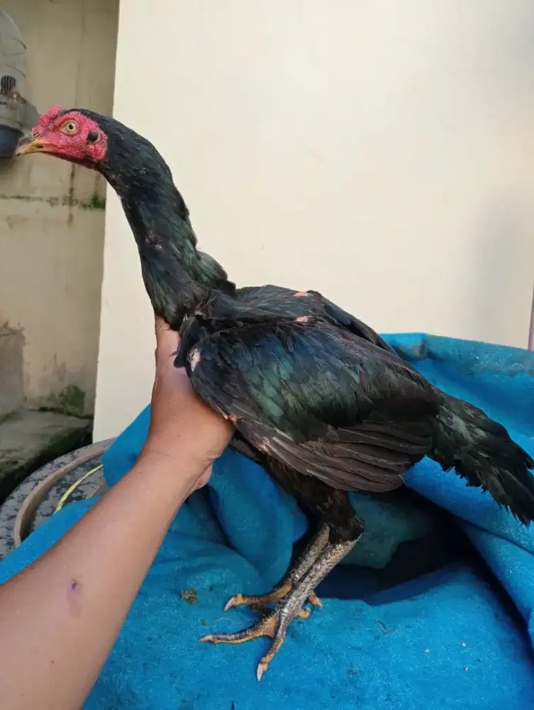 Ayam betina Bangkok prawan ada jaluny