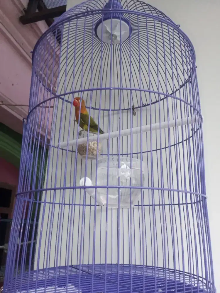 Burung Lovebird Jantan