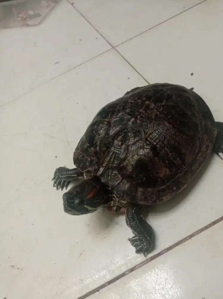 Jual binatang hewan peliharaan kura kura Brazil  ukuran 20 cm an