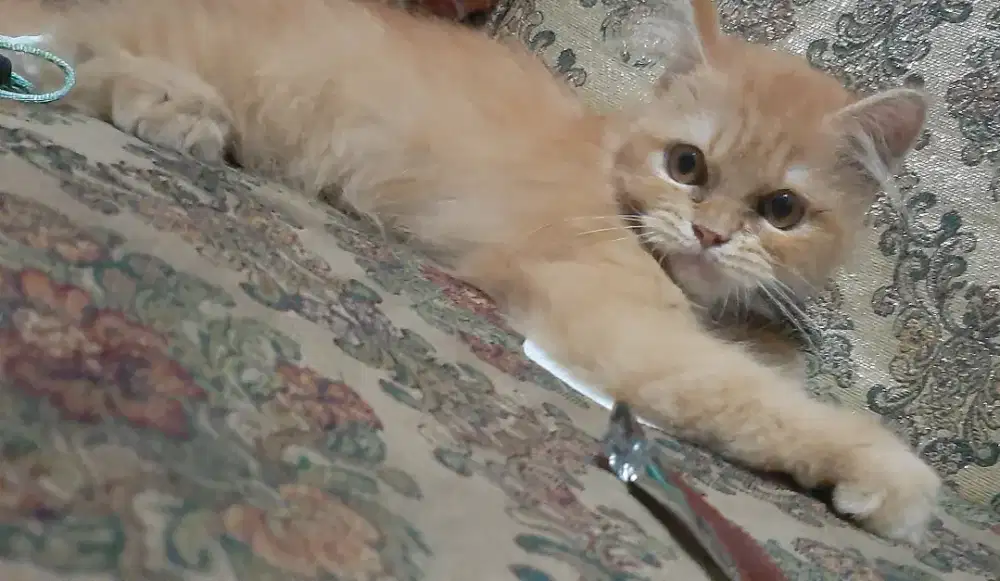 Kitten jantan 3.5bulan manja