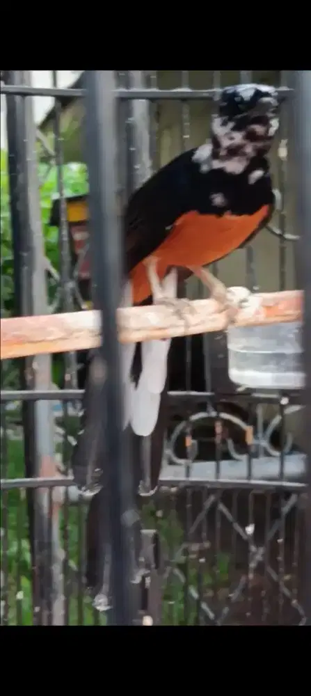 Murai jantan blorok extreme