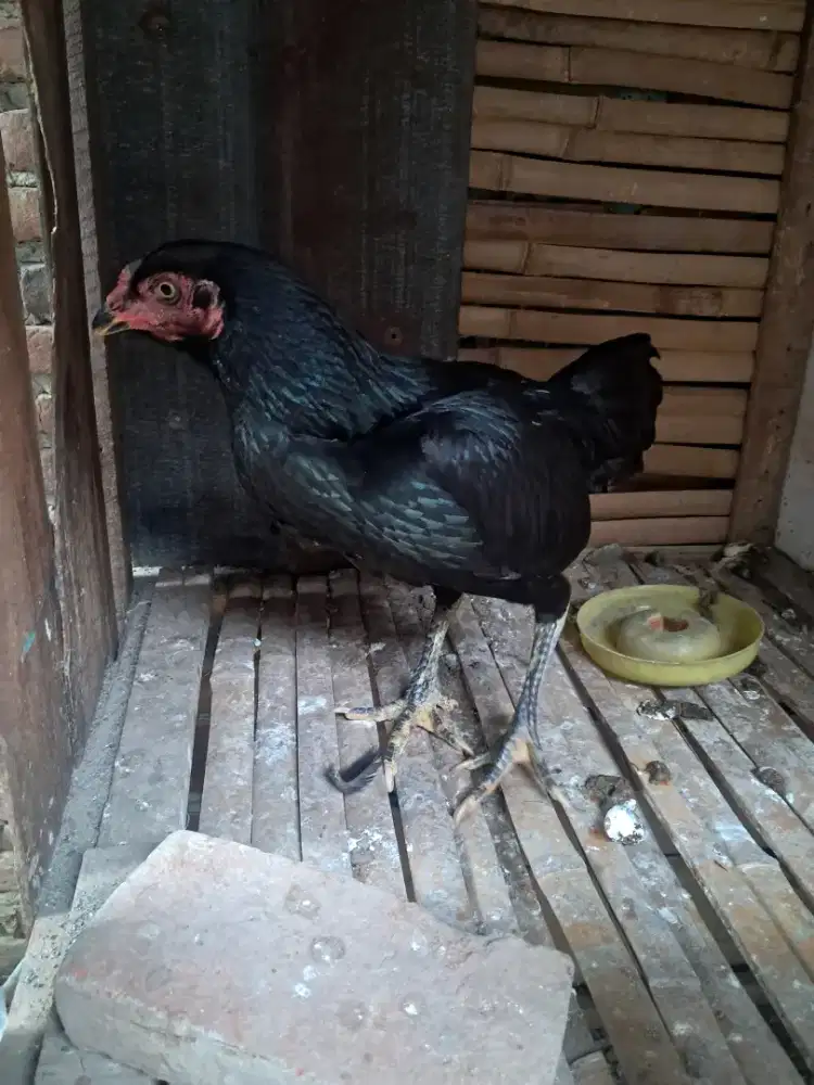 Ayam mangon baru skali telur