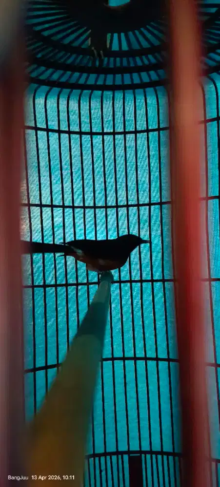 Mb hutan mapan ex prestasi