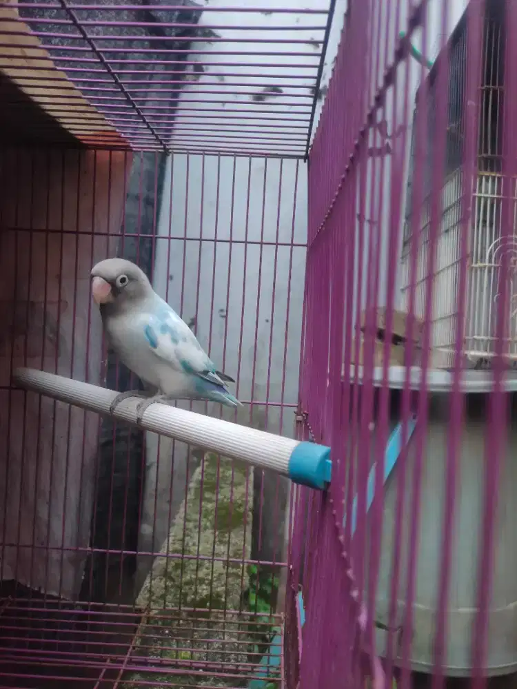 Burung Lovebird lb