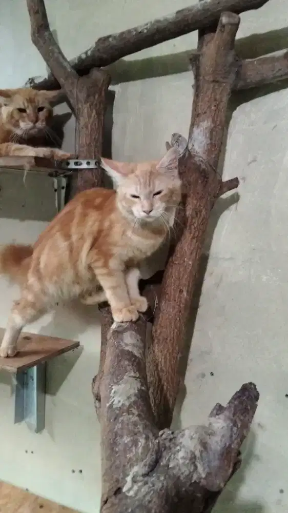 Lepas adopsi kucing mainecoon