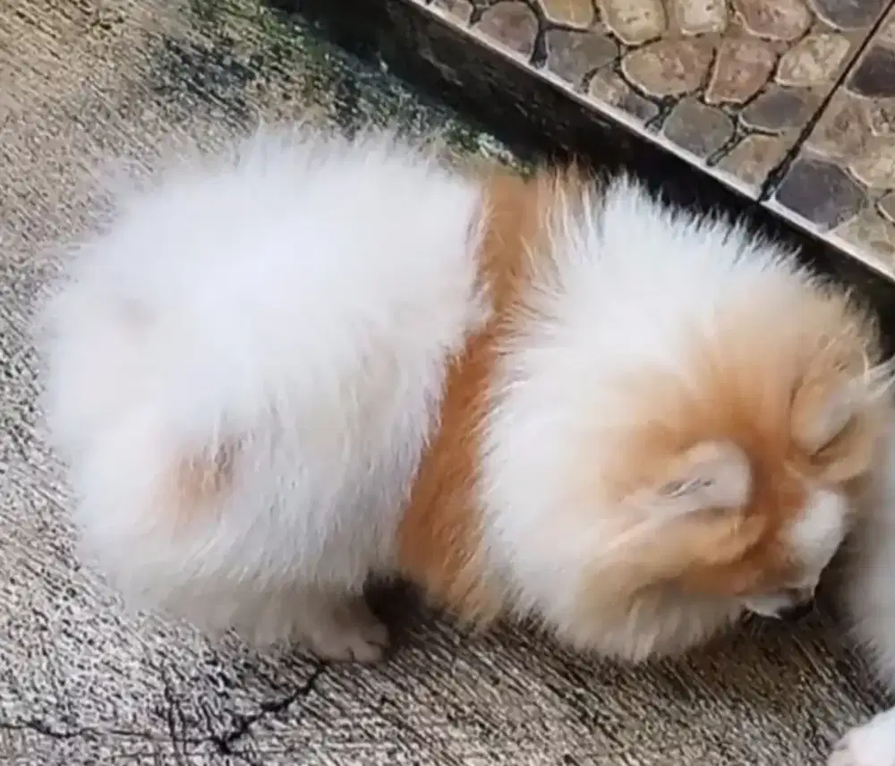 Mini pom Jtn stb vaksin