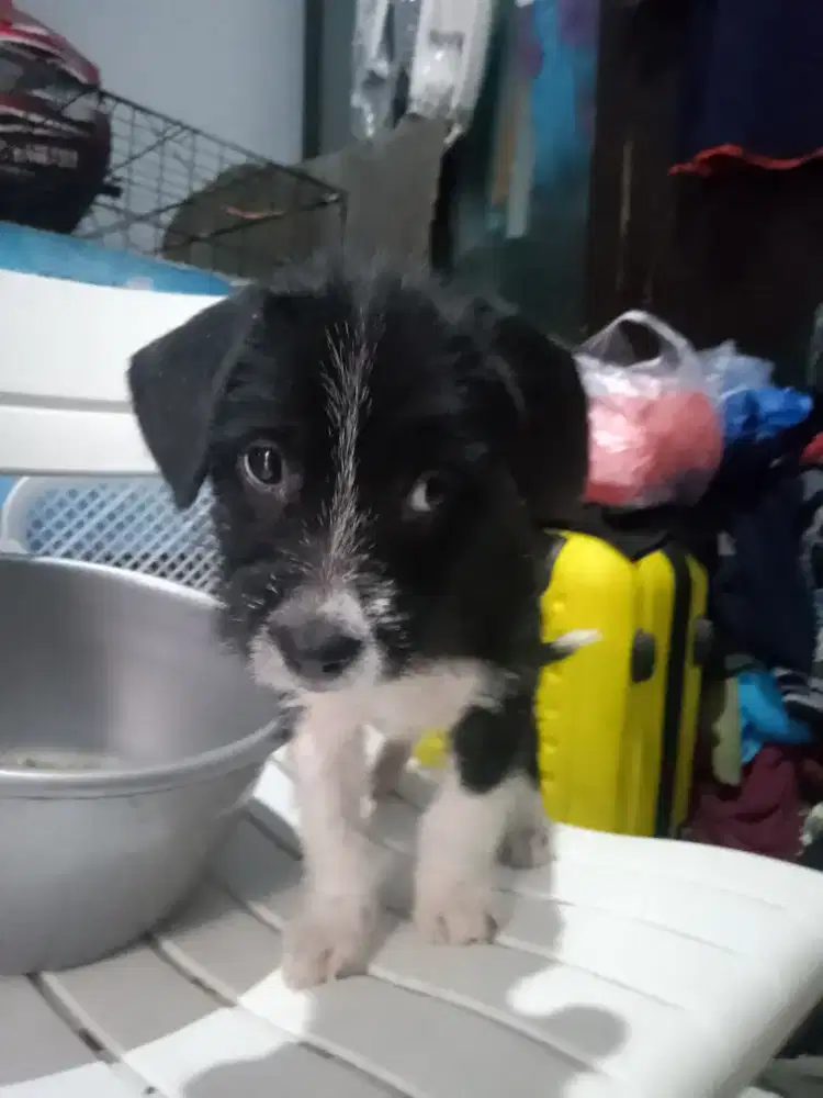 Scottish terier mix Big poodle jntan 2bln sehat obat cacing rutin