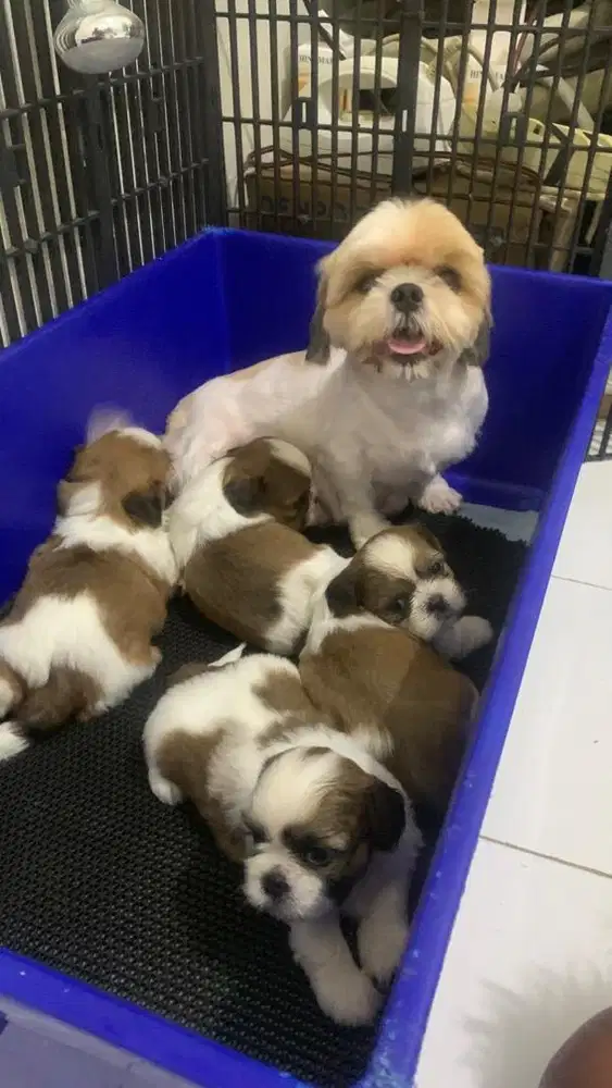surabaya Anjing shihtzu shih tzu shitzu shitsu sitzhu