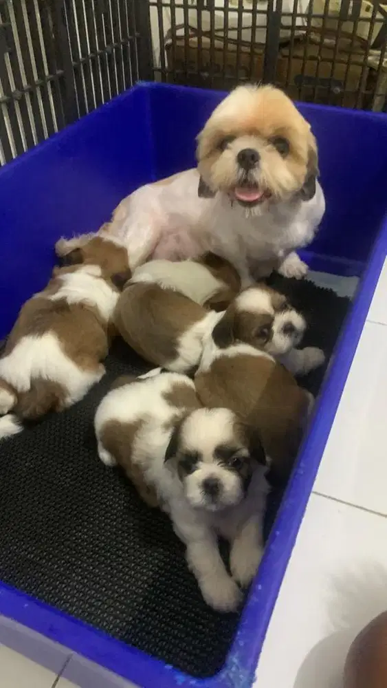 surabaya Anjing shihtzu shih tzu shitzu shitsu sitzhu