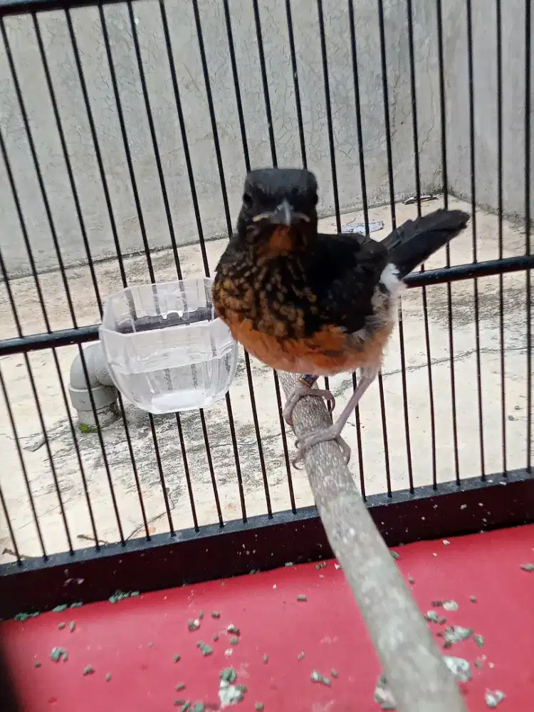 Murai Batu Trotol Jantan Bahorok Trah prestasi