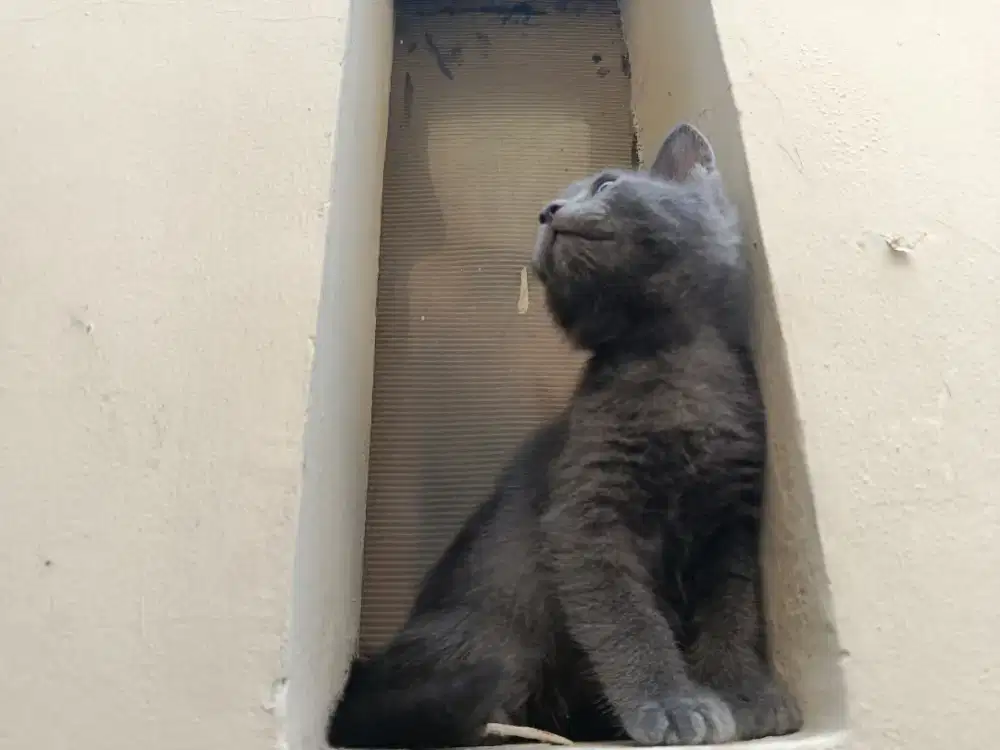 Blue Solid  Kitten Jantan