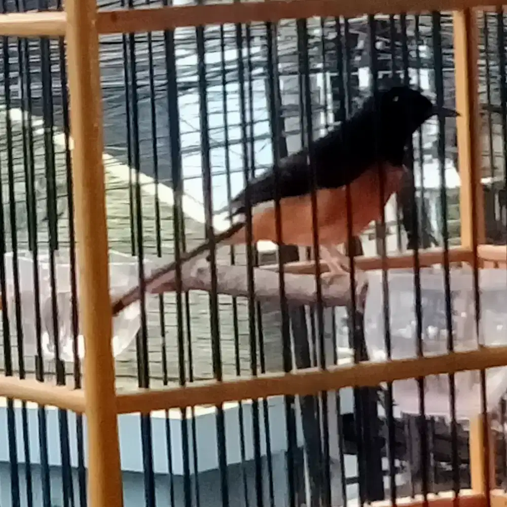 Jual murai betina fullset