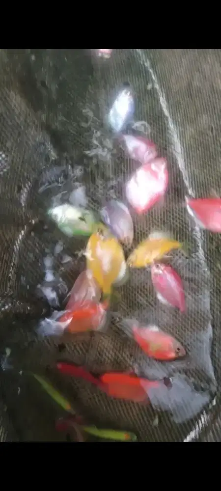 Ikan glowfish 20 ekor size induk