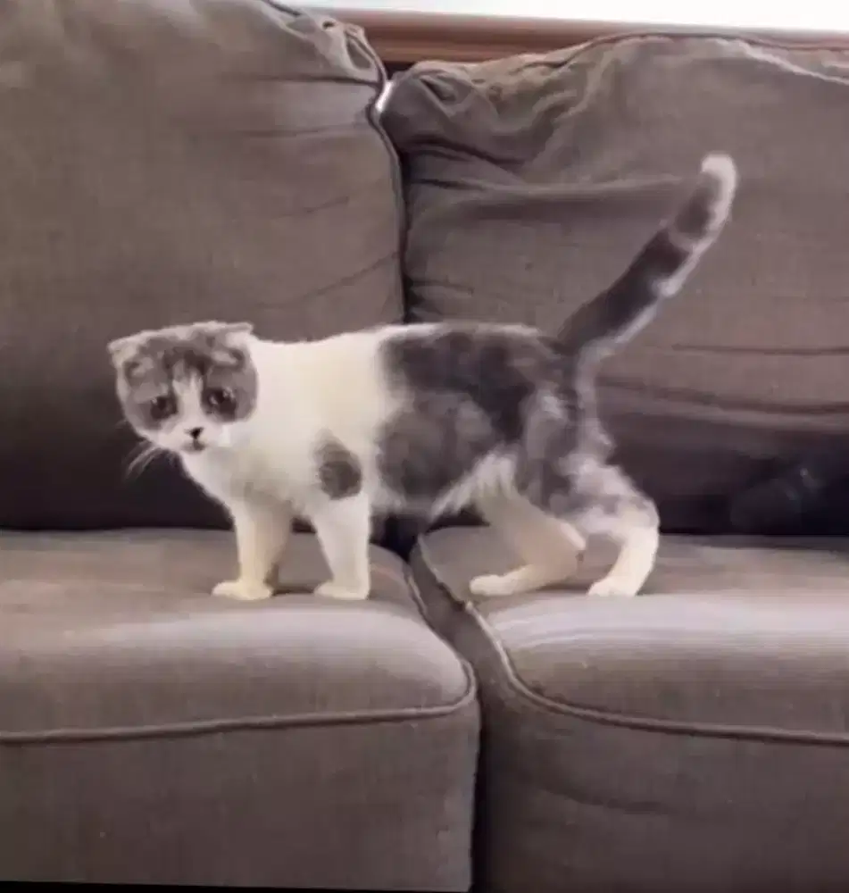Scottish fold betina