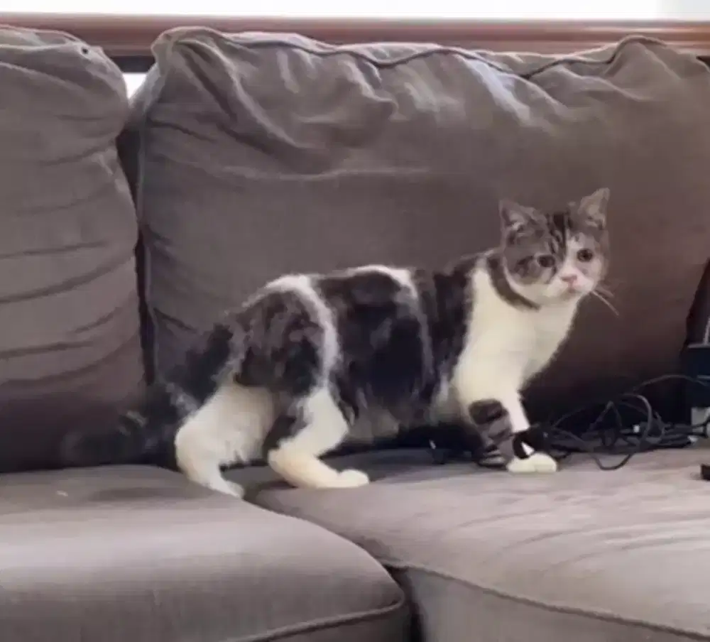 Scottish fold betina