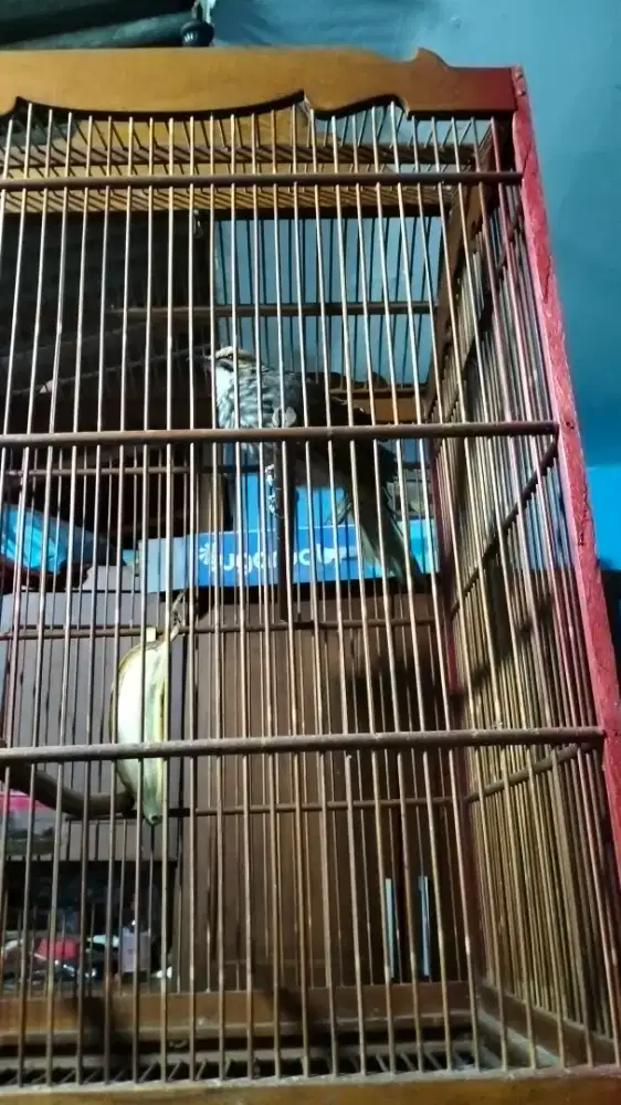 Cucak rowo betjna dna maoan